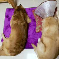 �Ґ�ϴ�裬Ƥ�w�ú�