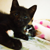 ���������ɰ�����ʹè��