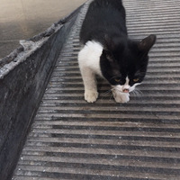 ˭��������ֻ�ɰ���������è