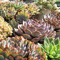 һ��������ƺ�