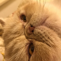 �Բ��𣬴�ͷ����ʼһ��Ҫ��һֻ�ɰ�����ʹ��ϣ������û��ʹ�ࡣ