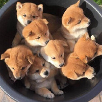 ��ã������Ȯ��Ͱ����