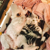 ɹɹ���Ǽҵ���ֻС�ɰ���è��Ҳ�ܺ�г�а����ദ��