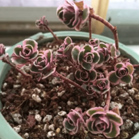 �򵥴ֱ��ĶԱ�ͼ�����㣬������������ı�����~