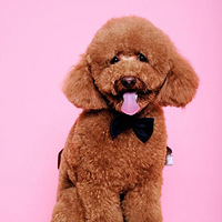 �����Ӻ�С����