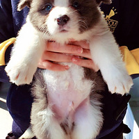 ����ô�������棬����������ȡʤ��