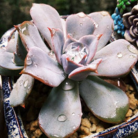 ��Щ���ڴ�̨�͵��Ե���