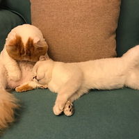 ���ߵı����