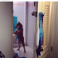 ��������һֻ��Ȯ��С�һ���Ȼ��Ů������ÿ����վ������