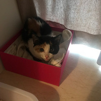 �����������¼ң���è����������