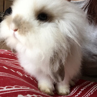 ���������� ���ͻ����з�Ŷ��