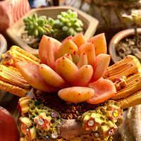 һҹ�붬 ץ��ɹ������