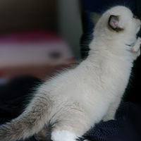 ë���޵�С����Ҫ��������