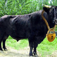 ��Щ��׷����ţ��+��ţ����⿴�ɹ��