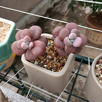 �ѵõ�̫����ɹ������