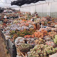 ����������ֱ�����⣬����Ȥ����