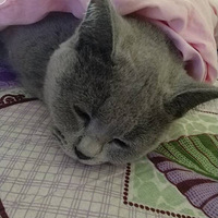 ˯�ŵ�С�һ����