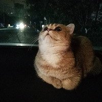 è�������