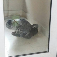 �ǲ���Ӧ����������ҽ��Ҳ