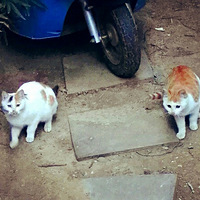 ¥�µ���������������С����