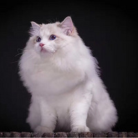 �Ҽ�������������Ҫȥ��ƺ��������ʵ����ȥ�쳡�ģ�����