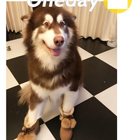 ����������ʱװ�㡿Ƥ�ݾ��������ʱװ��