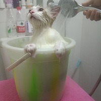 �����Ѿ���ԡ�ˣ������ƺӢ����ඡ���