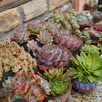 ץס��ĩ������