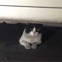 С��������ֻ���е�����è������ץ����è�ķ�����