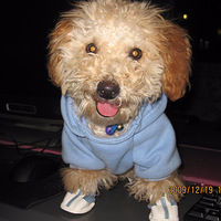 ����������ʱװ�㡿�Ӹ滨�������ӵı仯