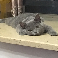 ���������Ӽ�¼�Ҽ�è��������ճ�