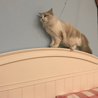 ��ɹ��Ƶ��һֻ�����������