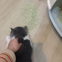 ����Ϊè��һ�ֺܹԵĶ����