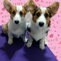 ����������ʱװ�㡿������ͬ���»�����