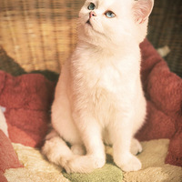 ��˵������ è����������Ŷ��