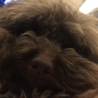 ���������ɹ���