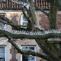 һ�������ľ��񽫸�������֦�϶������˶��ӣ�����Ϊ...