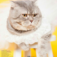 ����Ůװ�Ĺ�è���޿�����