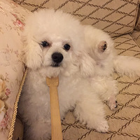 Բ������vsԲ������