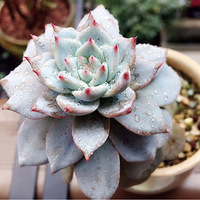 ��ɹ��԰��̨һ�ǡ���������Ķ���Ӣ��