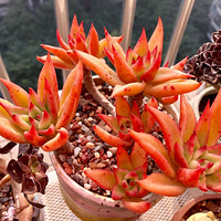 ����̨һ�ǡ�����Ķ��� ��ſ�ʼ��