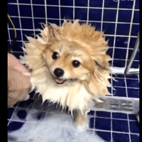 ϴ���ʱ���С����Ū���ͣ�С����Եò���