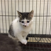 ��ֻ�ɰ���è���Ҳ�ʺ�٣����������