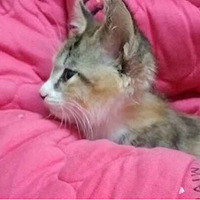 Ԫ���ˣ�˭��������èһ����ů�ļ�