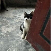 ��ֻ��˵�����è�Ҽ�