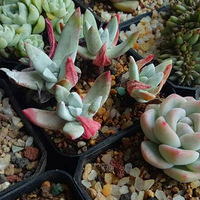 ��õ�����4���ˣ�����ҲҪ����һ����