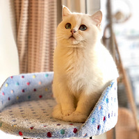 ������ѡ����������̫�����µ�è��Ͷ���