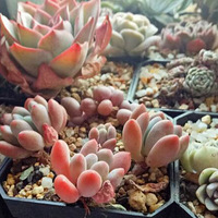 2018.01.10��������