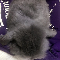 �ҵ�С����