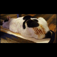 ����ȡů����(??��??)??